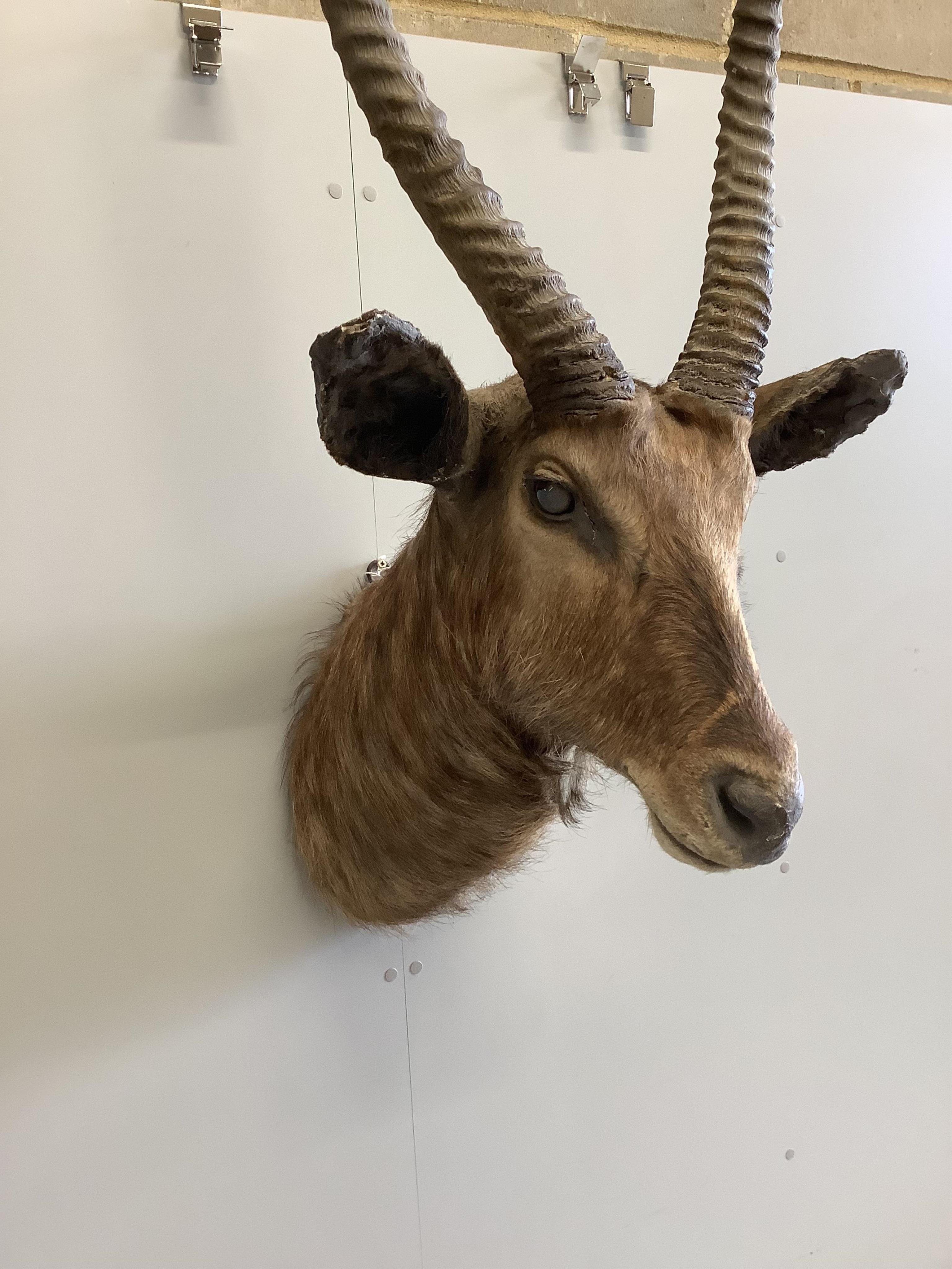 A taxidermy Waterbuck head, height approximately 110cm. Condition - fair